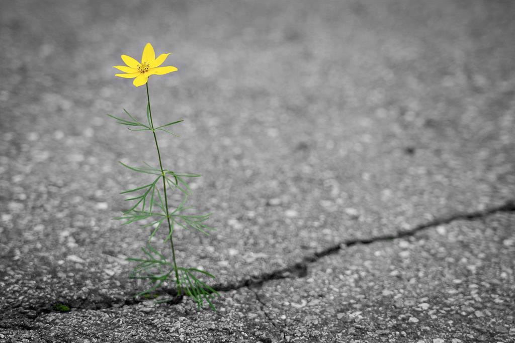 (c) Pixabay